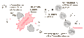 File:120px-180px-Pubreed.gif