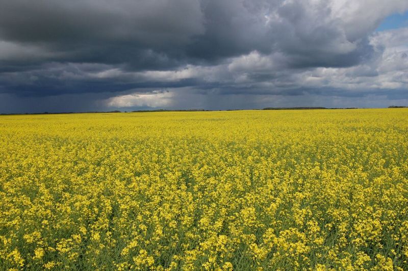 File:1200px-1600px-Canola field.jpg