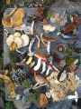 Thumbnail for version as of 21:56, 9 January 2026