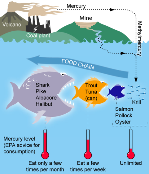 File:549px-MercuryFoodChain-01.png