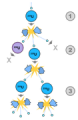 Thumbnail for version as of 21:54, 9 January 2026