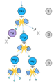 Thumbnail for version as of 21:48, 9 January 2026