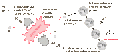 Thumbnail for version as of 18:47, 27 October 2025