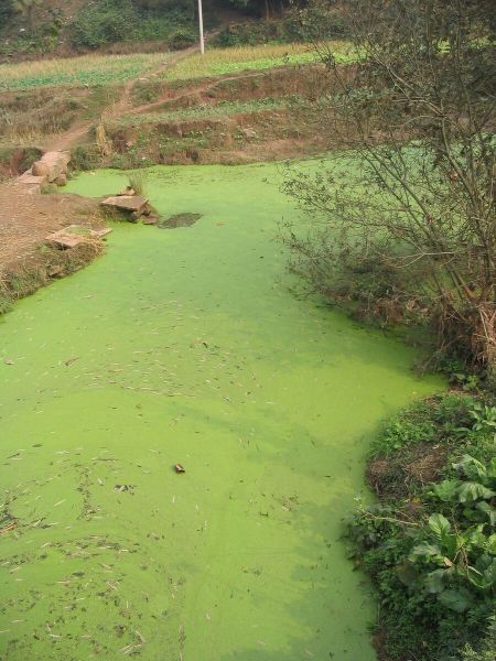File:900px-1200px-AlgalBloom.jpg