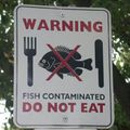 Contaminated fish .jpg