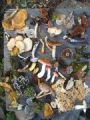 Thumbnail for version as of 22:18, 9 January 2026