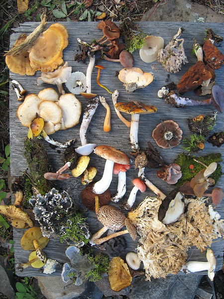File:Fungi of Saskatchewan.jpg