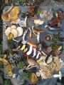 Thumbnail for version as of 22:18, 9 January 2026