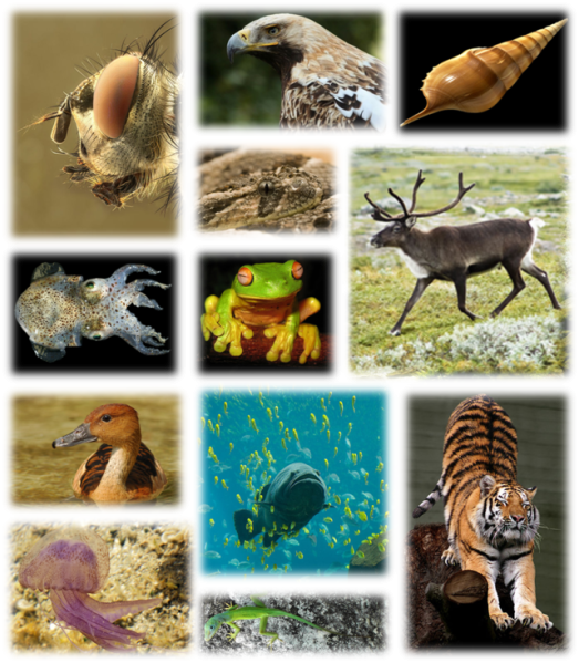 File:640px-Kingdom of animals.png