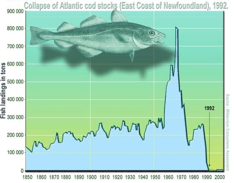 File:800px-Cod.jpg
