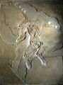 Archaeopteryx lithographica.jpg