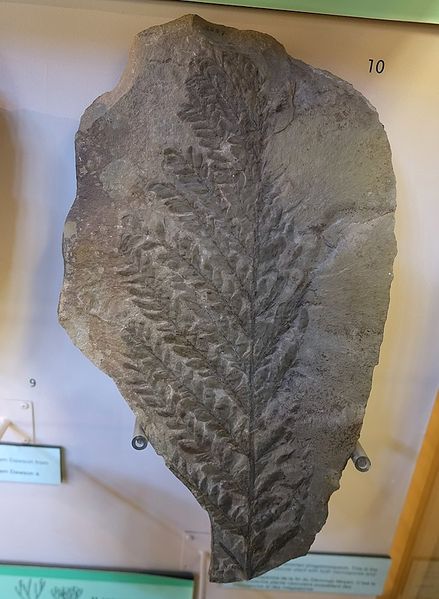 File:Archaeopteris, Scotland, Upper Devonian period - Redpath Museum - McGill University - Montreal, Canada - DSC07986.jpg