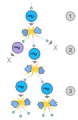 Thumbnail for version as of 21:26, 9 January 2026