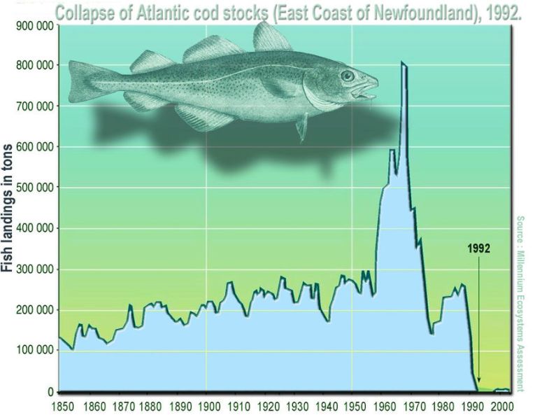 File:860px-Cod.jpg