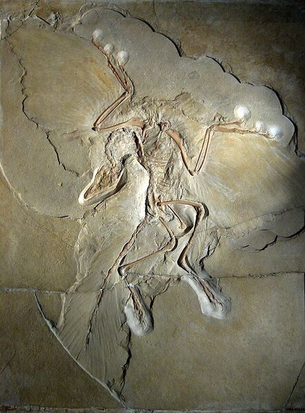 File:640px-Archaeopteryx lithographica.jpg