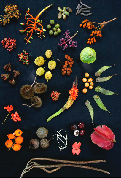 File:Forest fruits from Barro Colorado.png