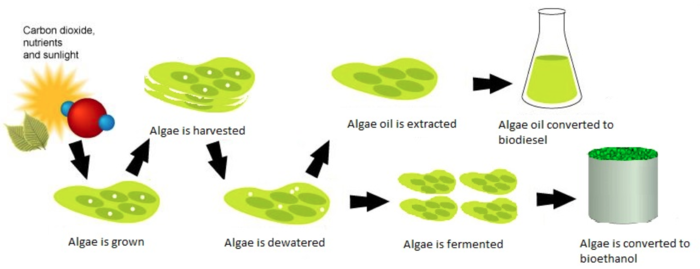 Algae biofuel - Energy Education