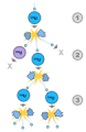 Thumbnail for version as of 21:59, 9 January 2026