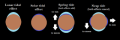 Thumbnail for version as of 18:47, 27 October 2025