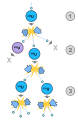 Thumbnail for version as of 21:36, 9 January 2026