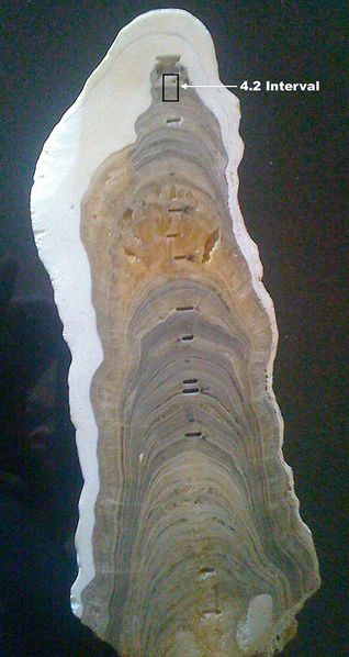 File:Meghalayan-stalagmite 530.jpg