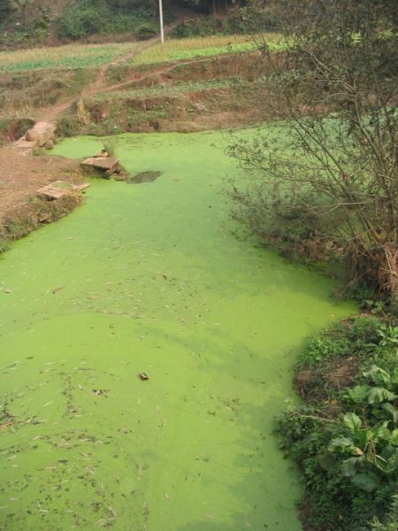 File:540px-AlgalBloom.jpg