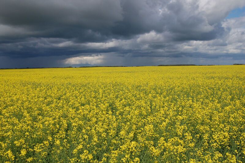 File:1600px-Canola field.jpg