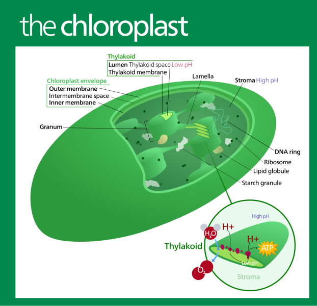 File:Chloroplast (standalone version)-en.svg.png