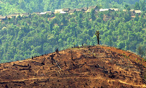 Deforestation in Burma.jpg