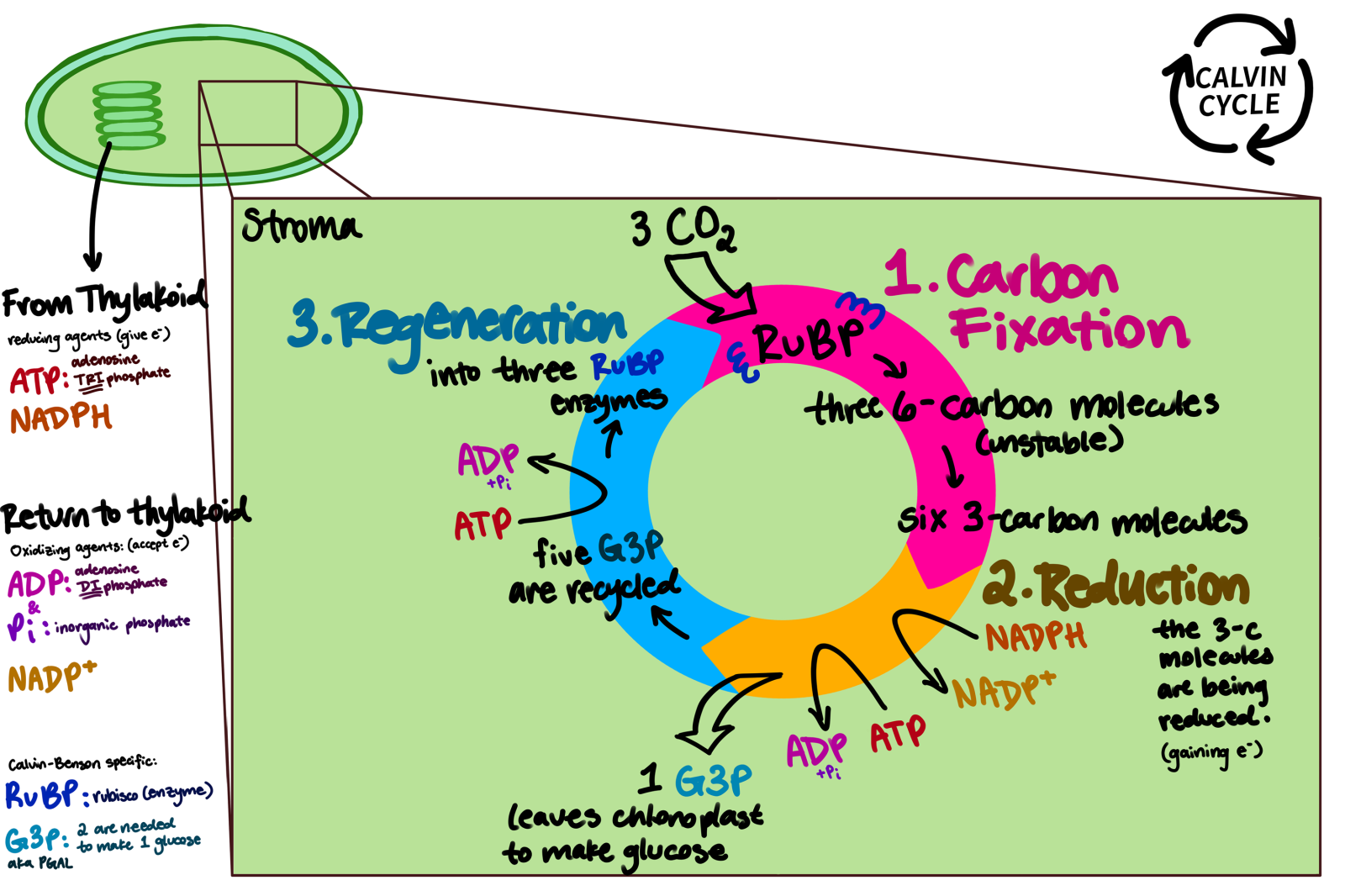 Photosynthesis - Energy Education