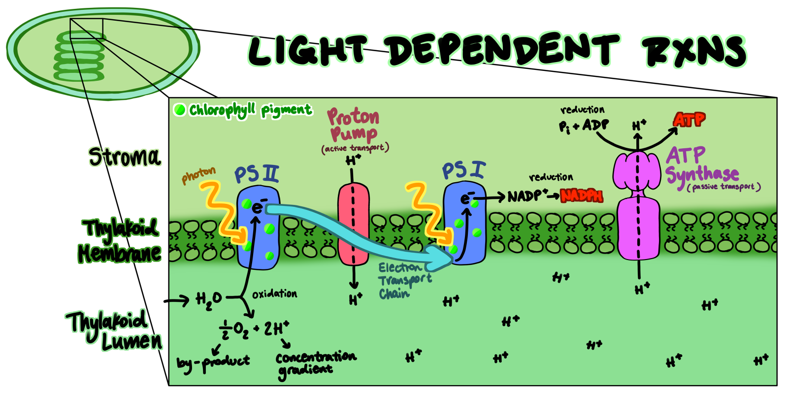 Photosynthesis - Energy Education